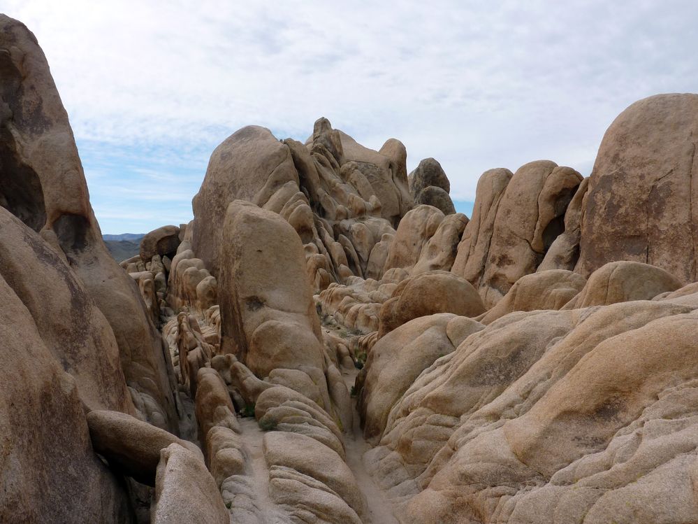 joshua tree national park (31).JPG